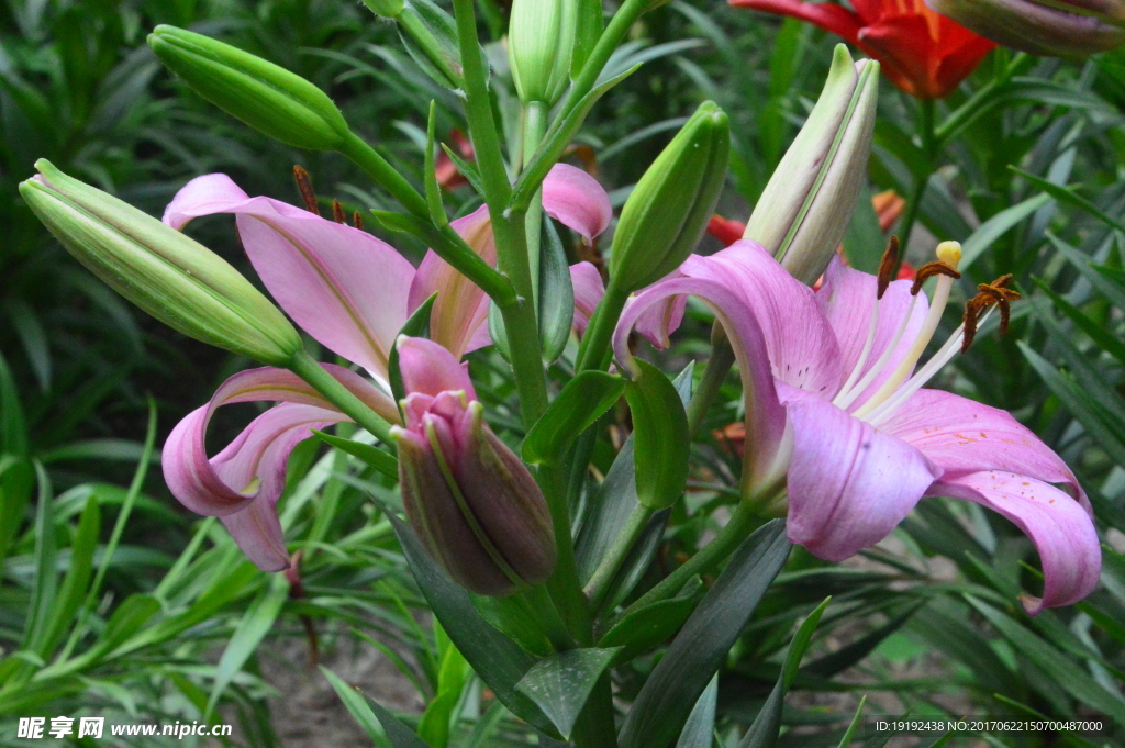 百合花