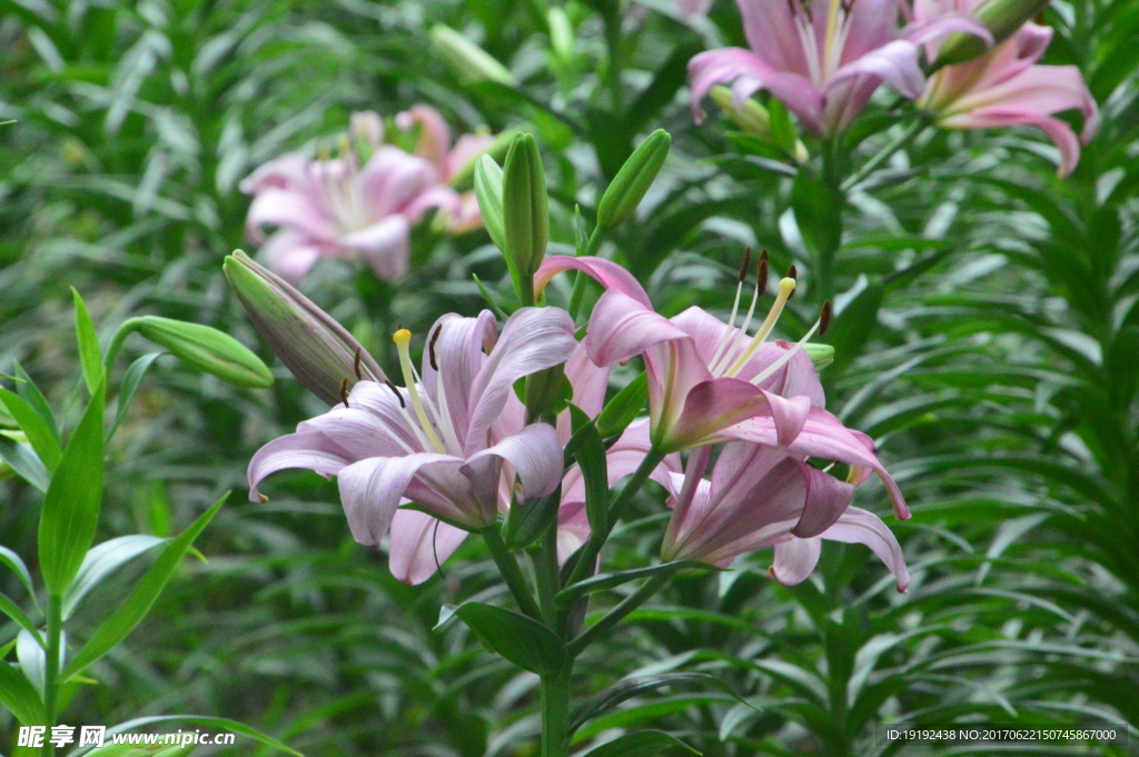 百合花