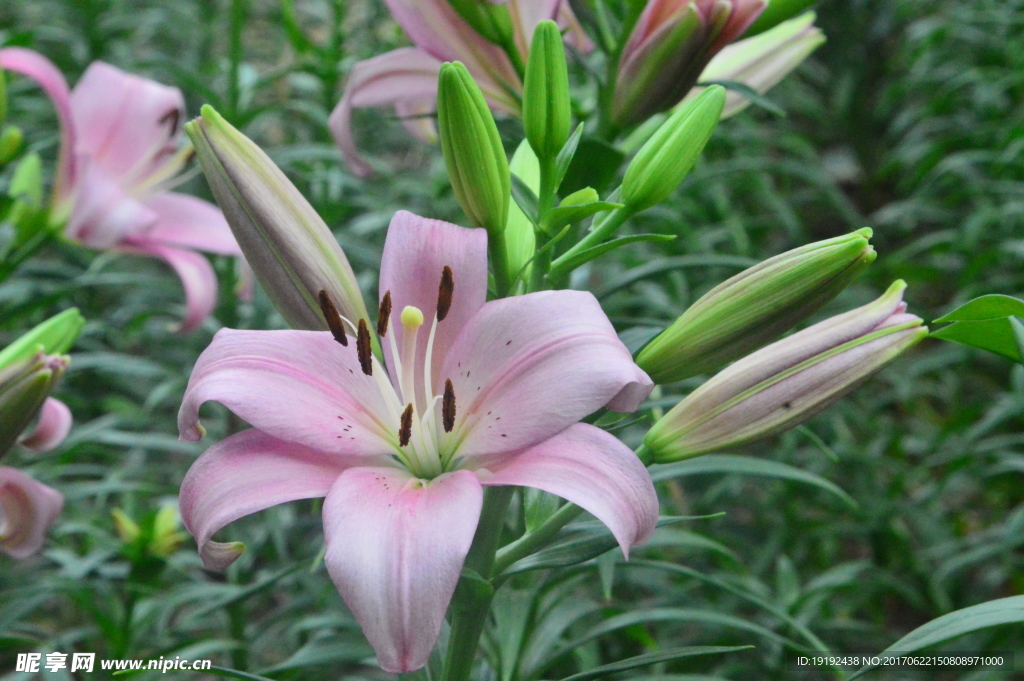 百合花