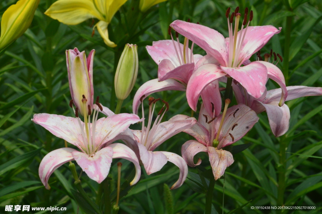 百合花
