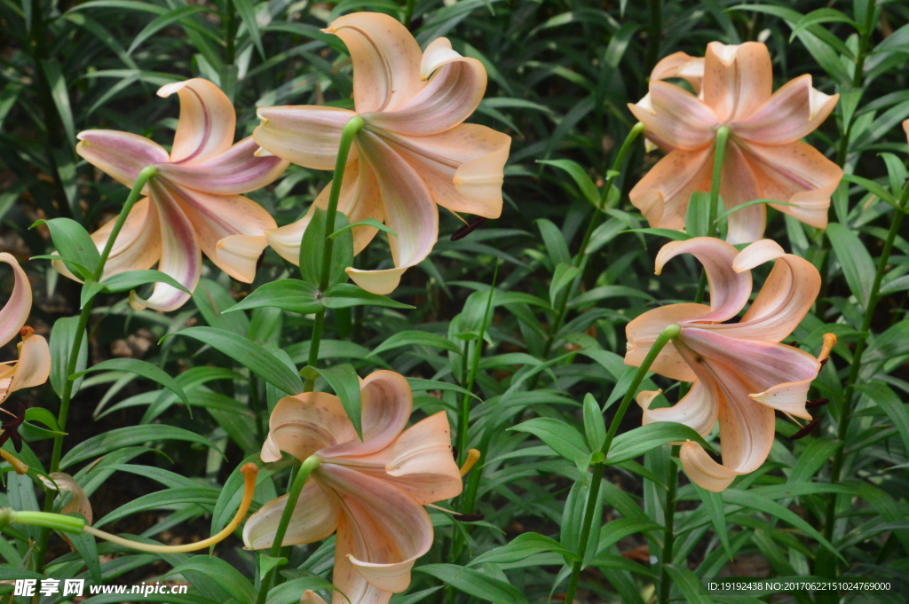 百合花