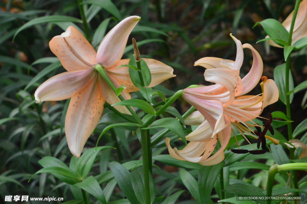 百合花