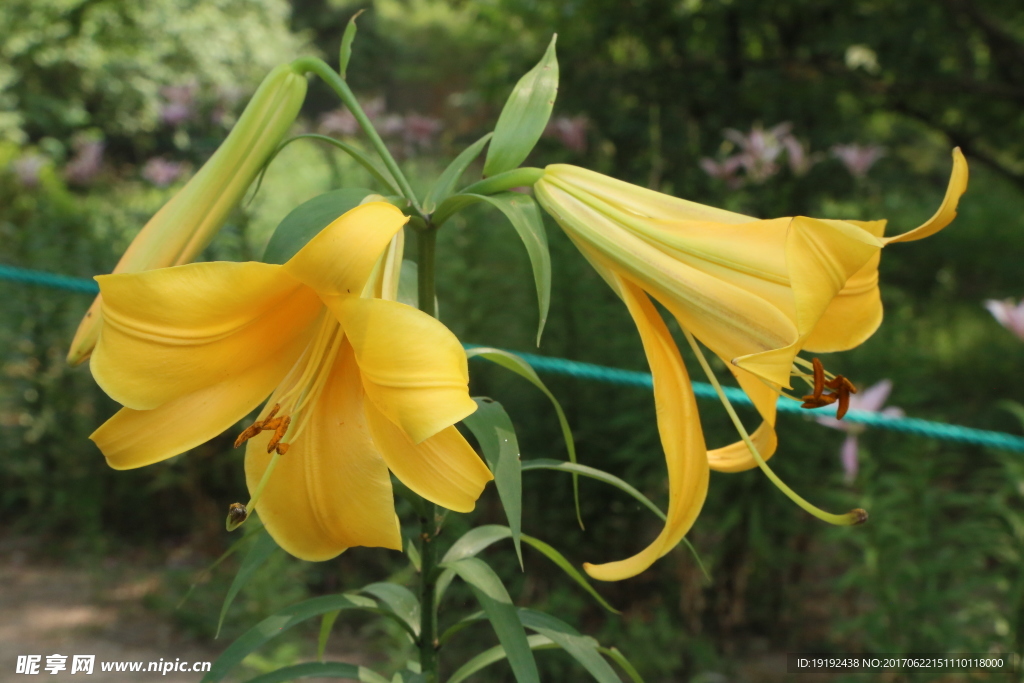 百合花
