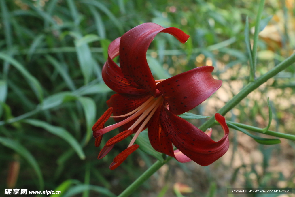 百合花