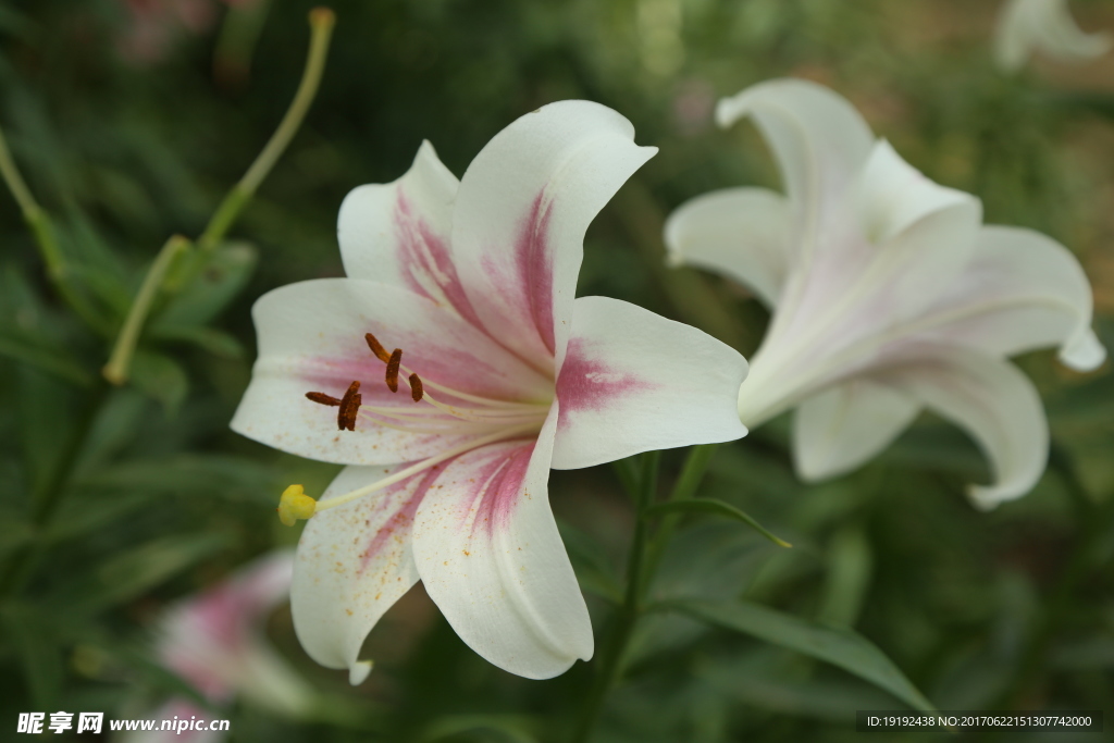 百合花