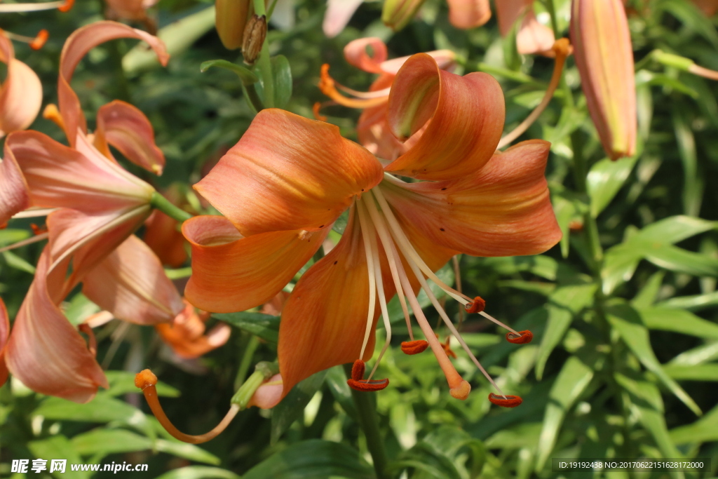 百合花
