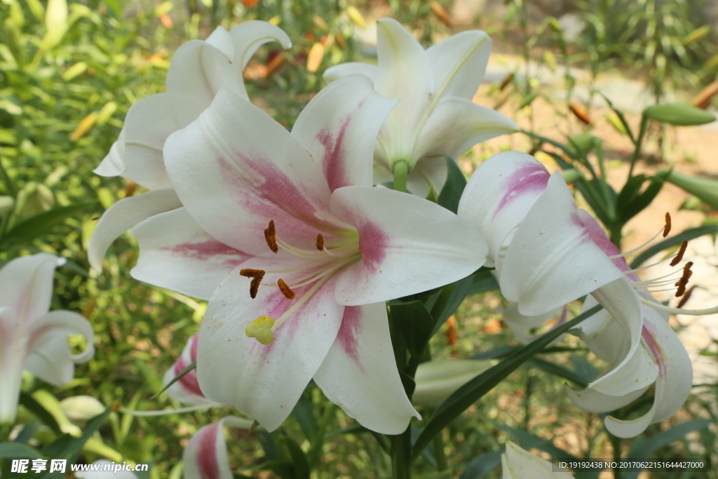 百合花