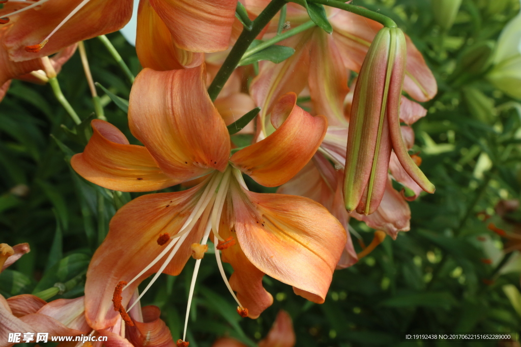 百合花