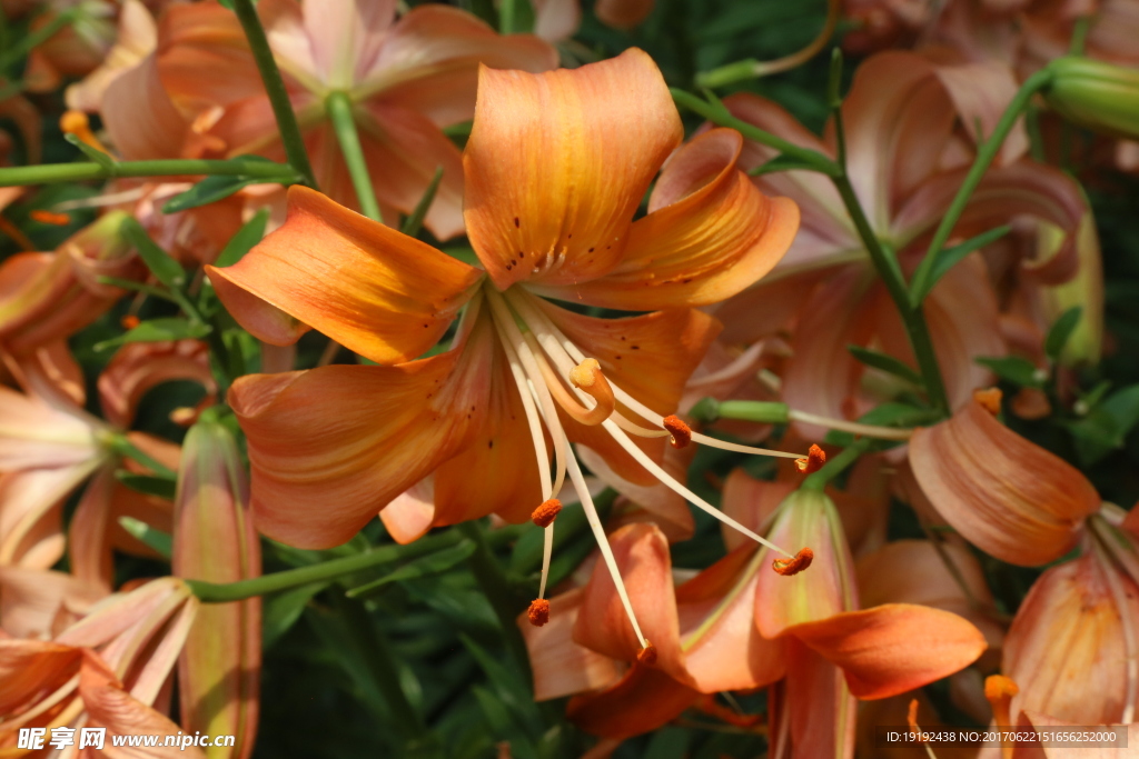 百合花