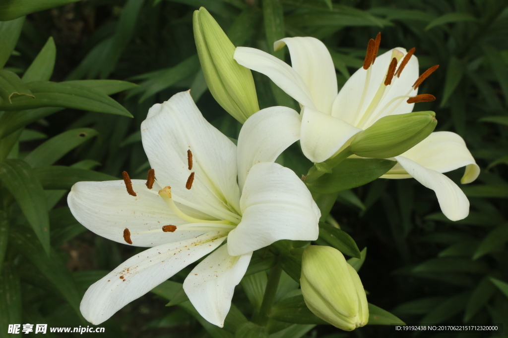 百合花