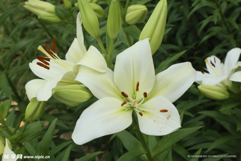 百合花