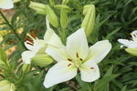 百合花