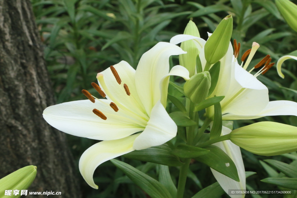 百合花