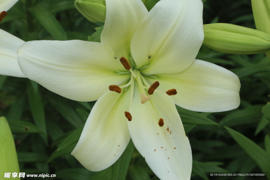 百合花