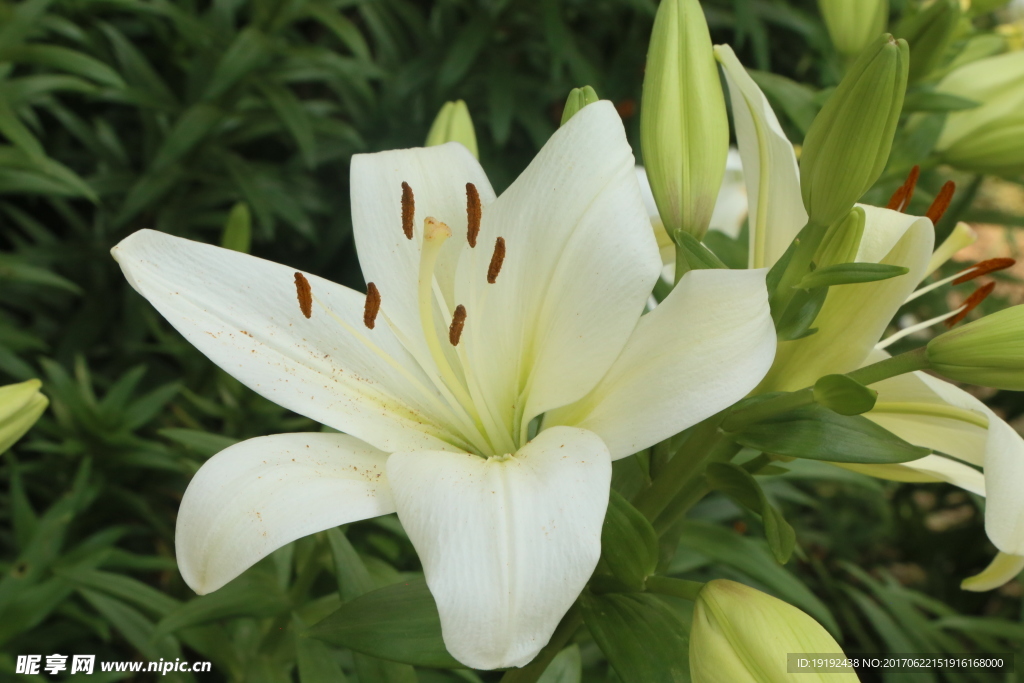 百合花