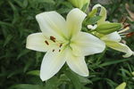 百合花