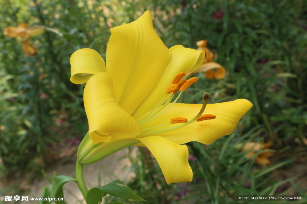 百合花