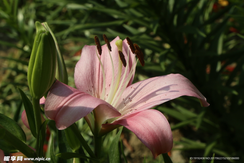 百合花