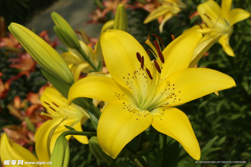 百合花