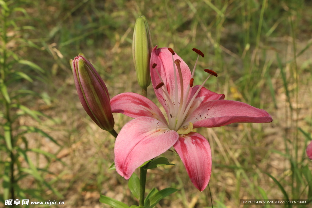 百合花