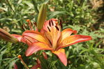 百合花