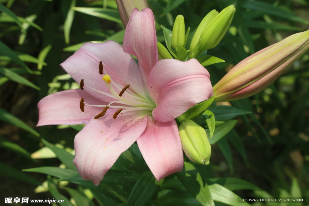 百合花