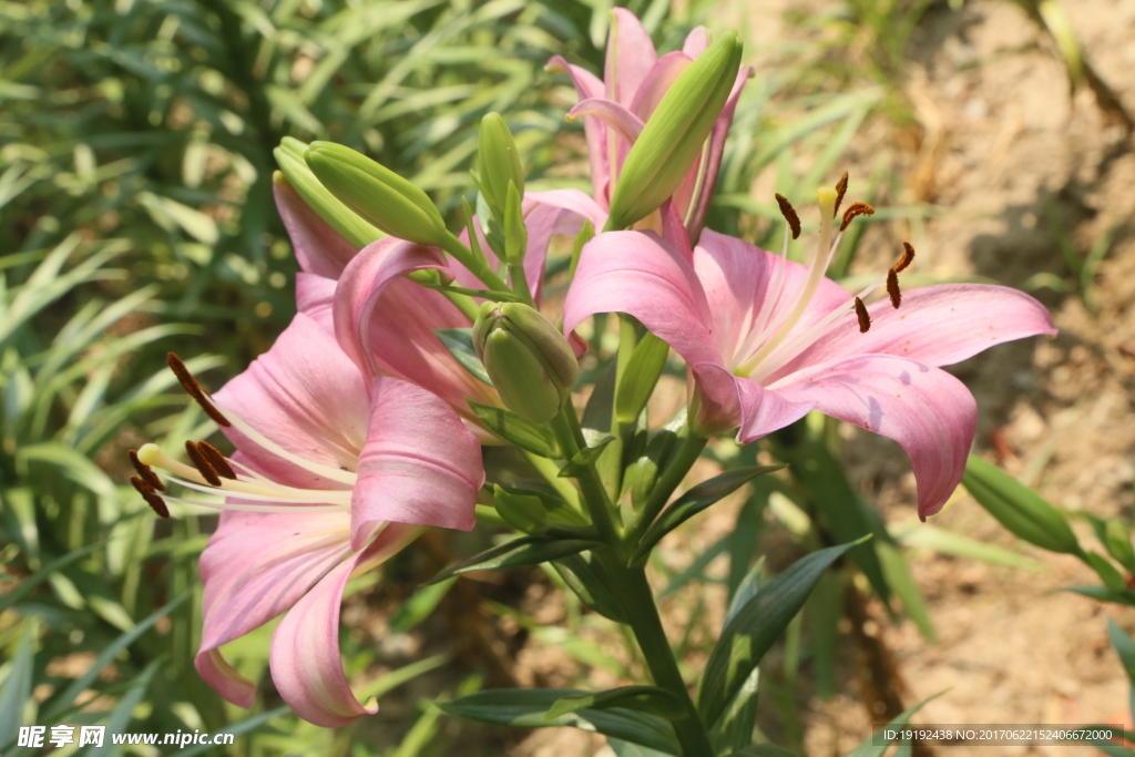 百合花