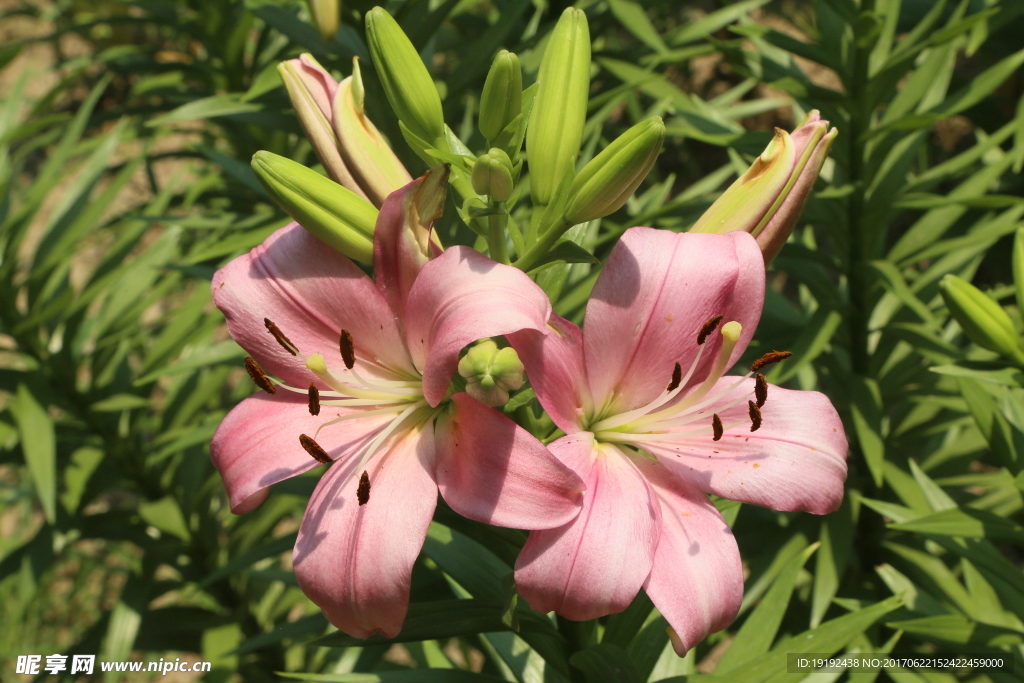 百合花