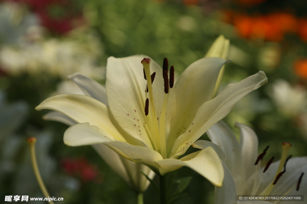 百合花
