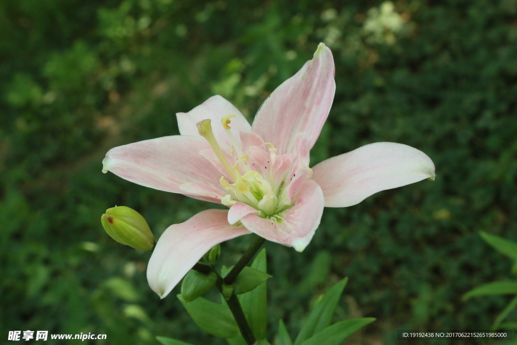 百合花