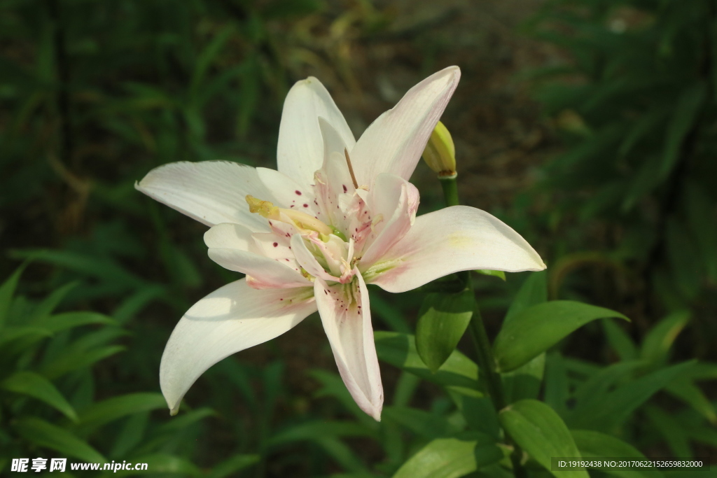 百合花