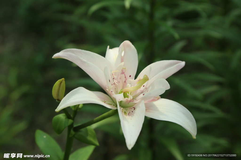 百合花