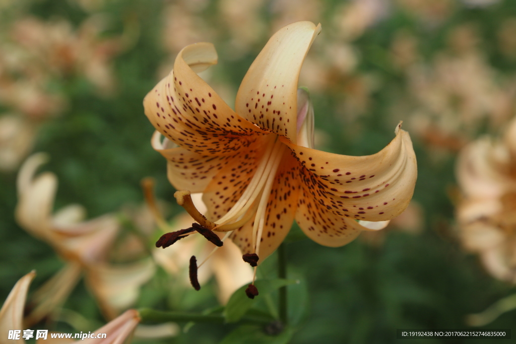 百合花