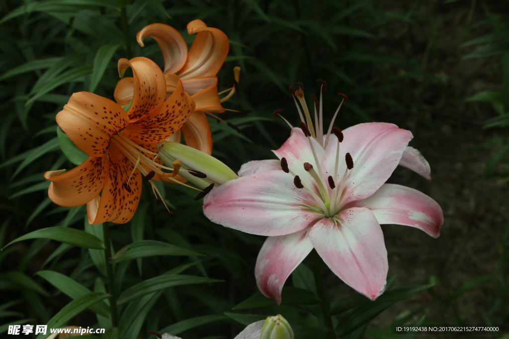 百合花