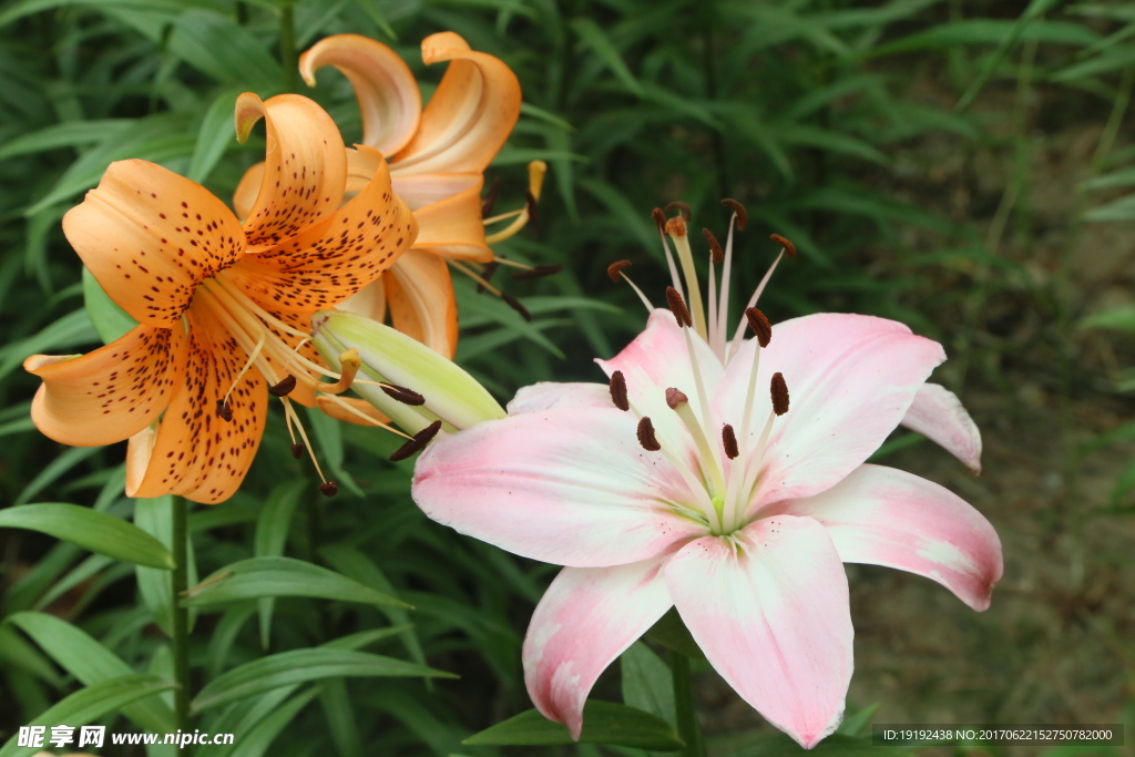 百合花
