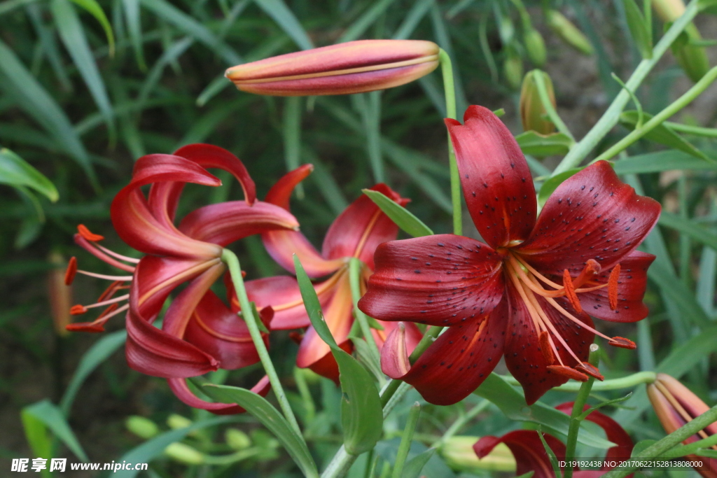 百合花