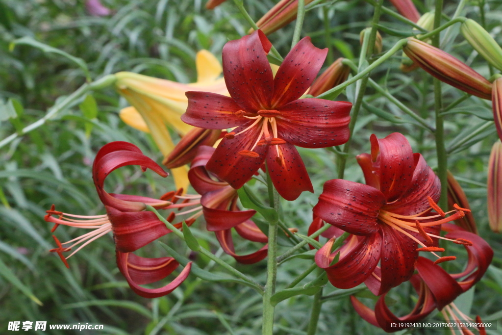 百合花
