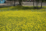 油菜花 花海 公园