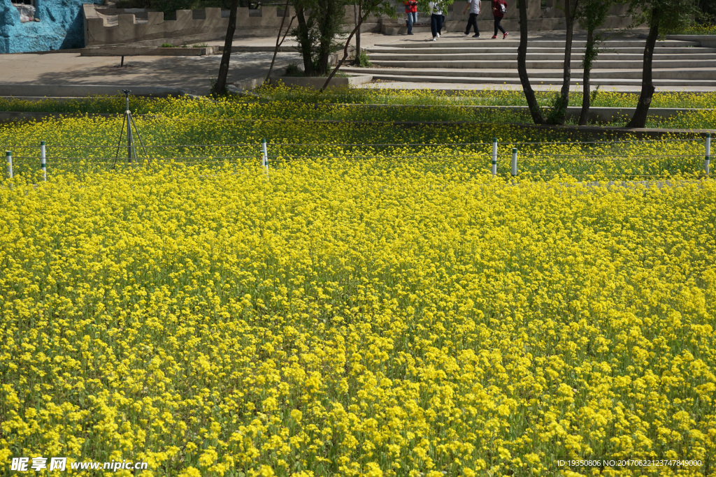 油菜花 花海 公园