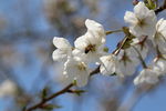 桃花樱花