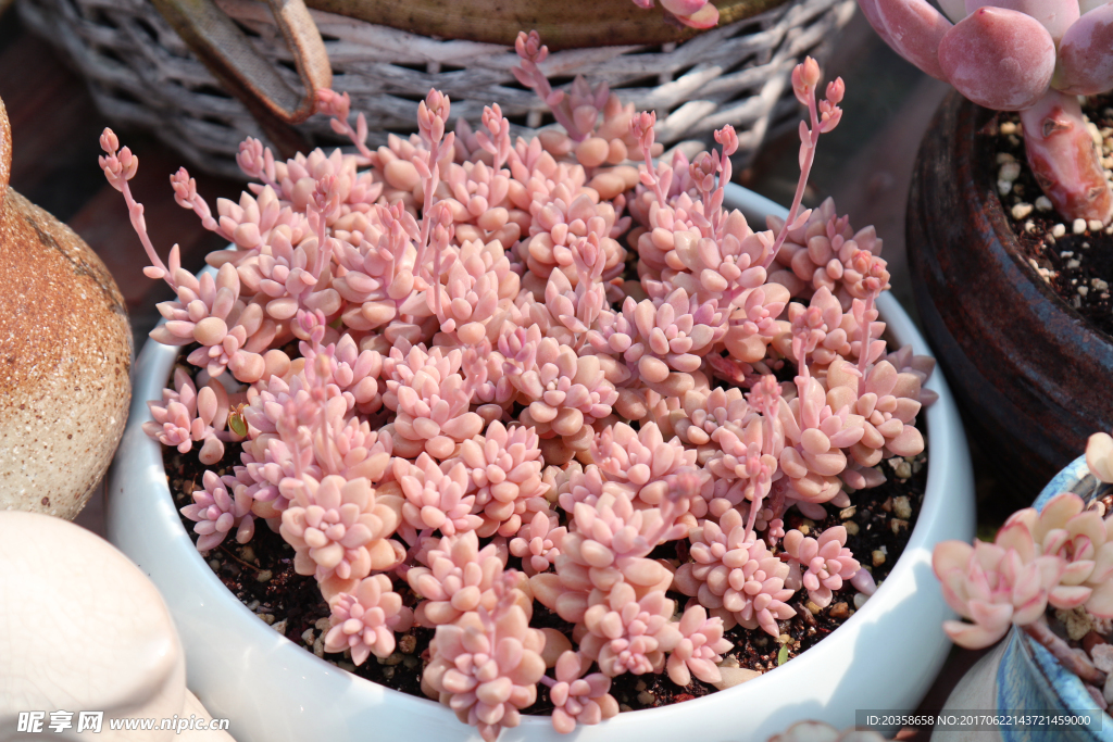 多肉植物