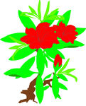 杜娟花