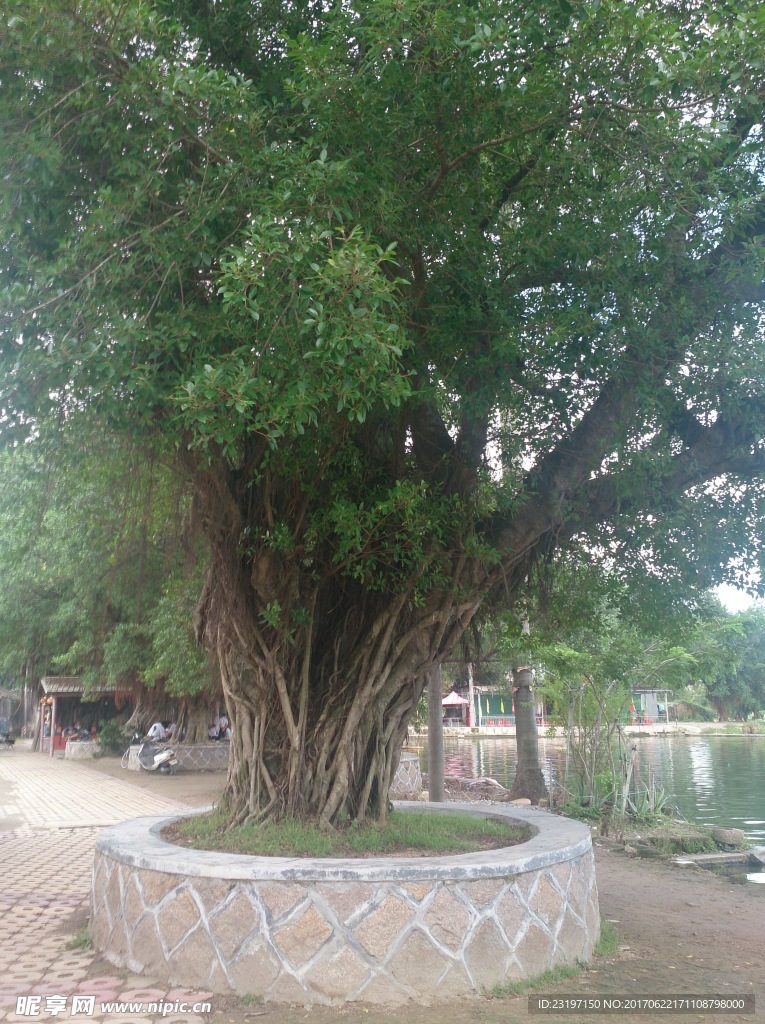 沟南许地老榕树