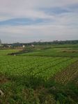 沟南许地菜地