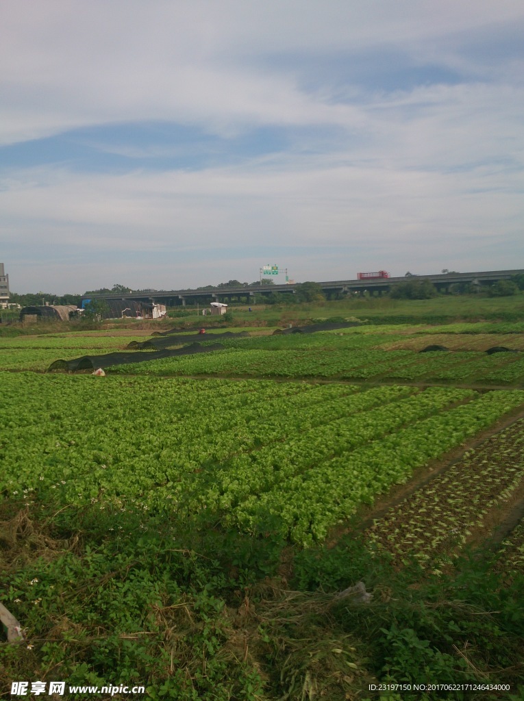 沟南许地菜地