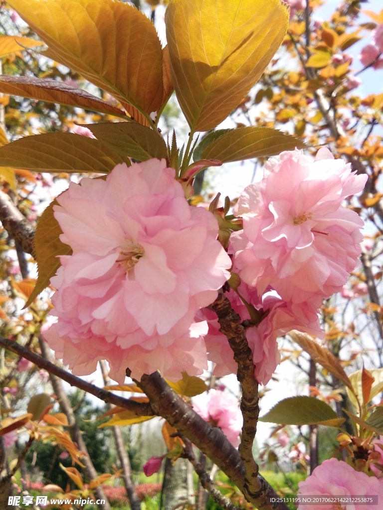 花蕊
