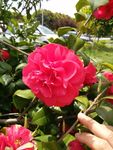 茶花
