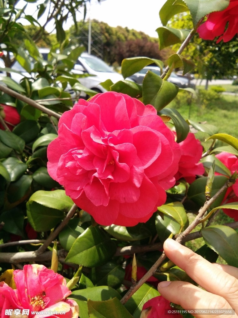 茶花