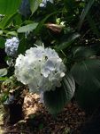 蓝色花