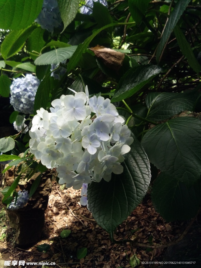 蓝色花